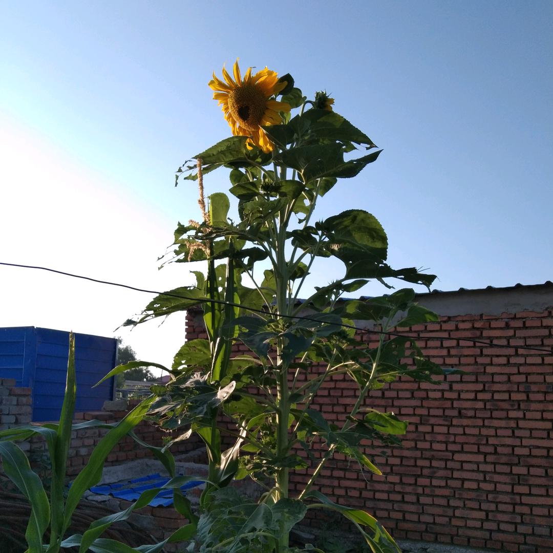 佟先生爱音乐🎵