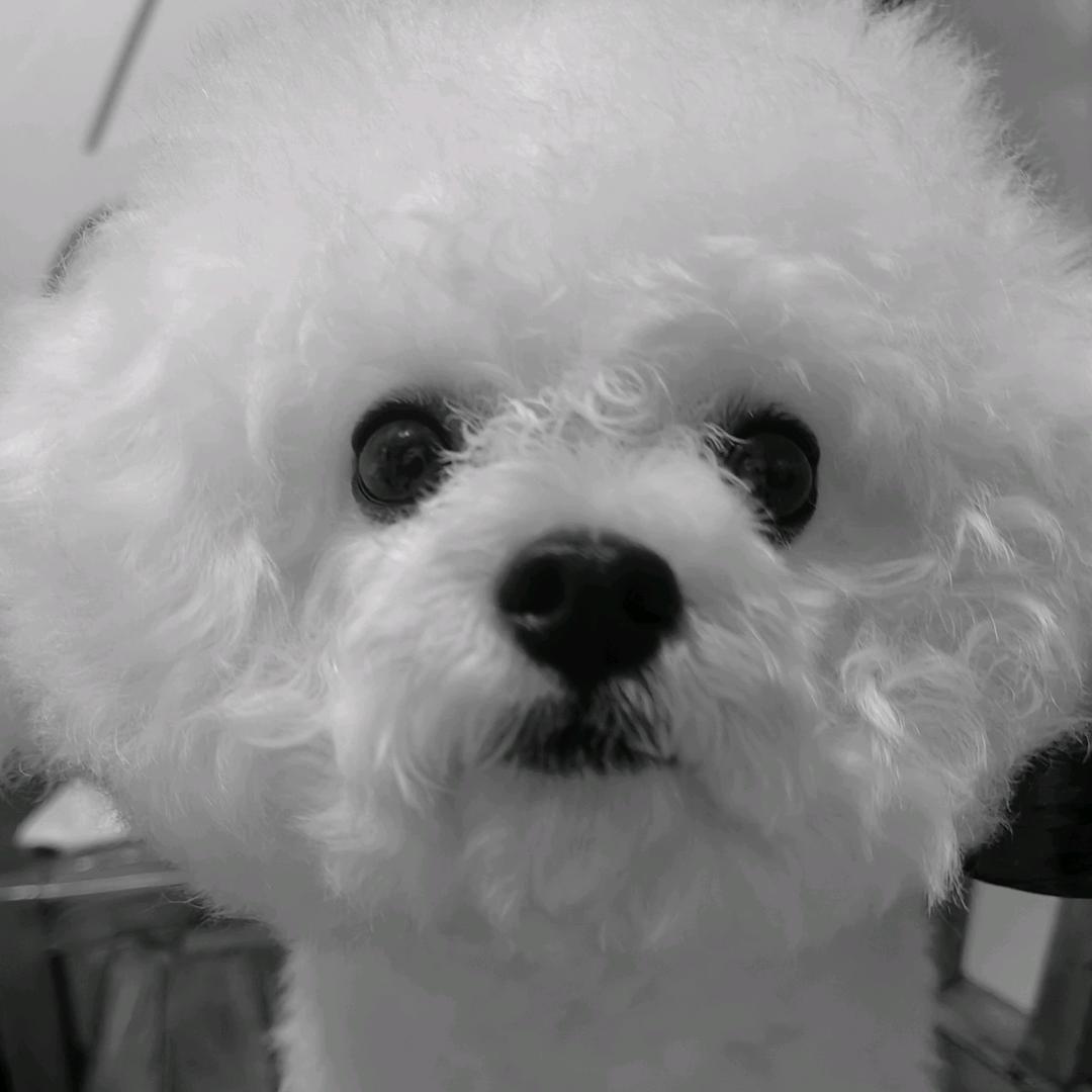 @毛孩子的幸福生活