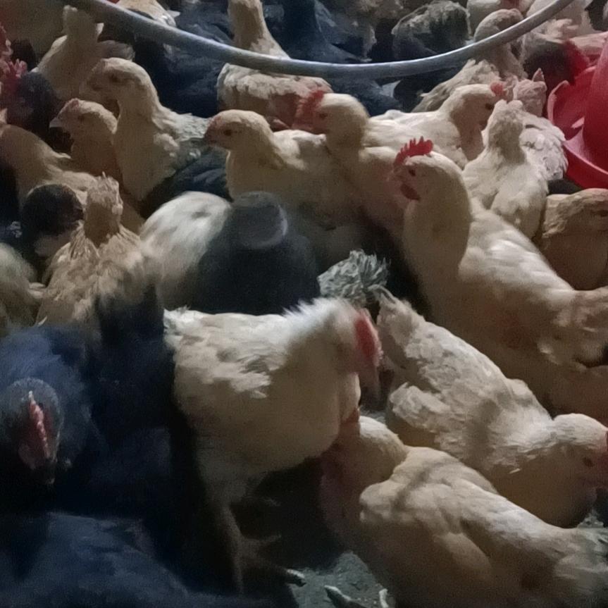 卖门养鸡两不误