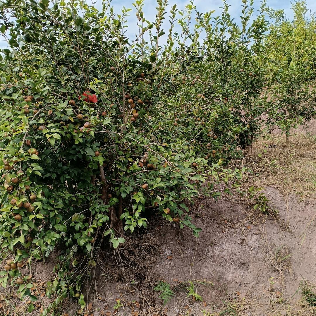 纯茶子油，现榨现卖，会昌县站塘乡棠梅湖