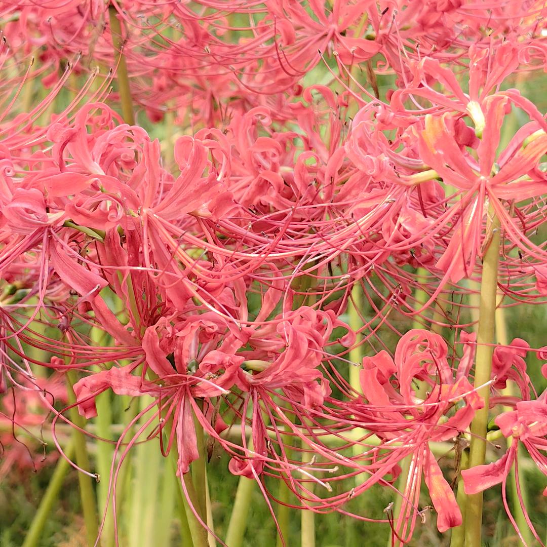 岁月静好～