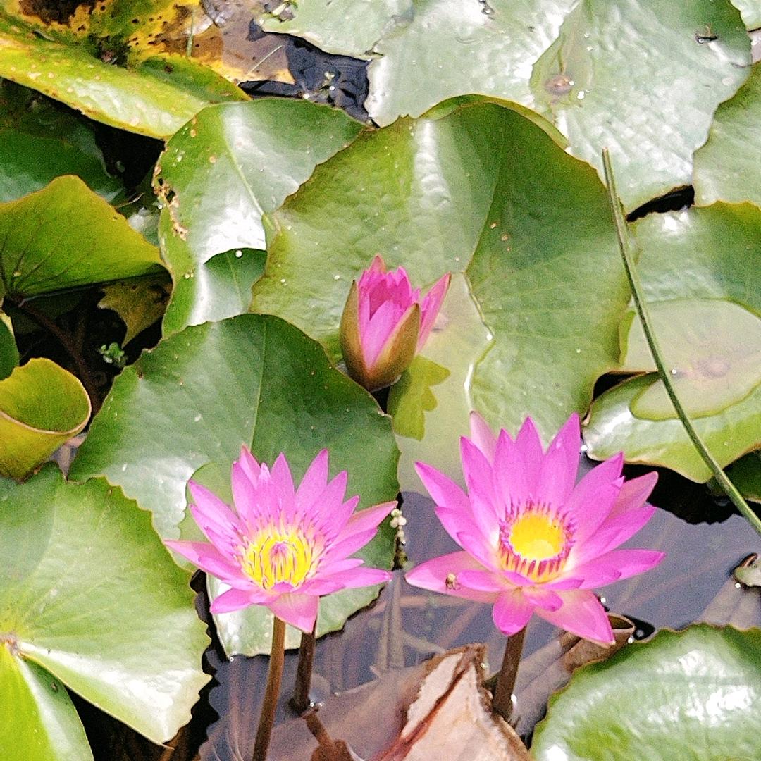 菠萝蜜