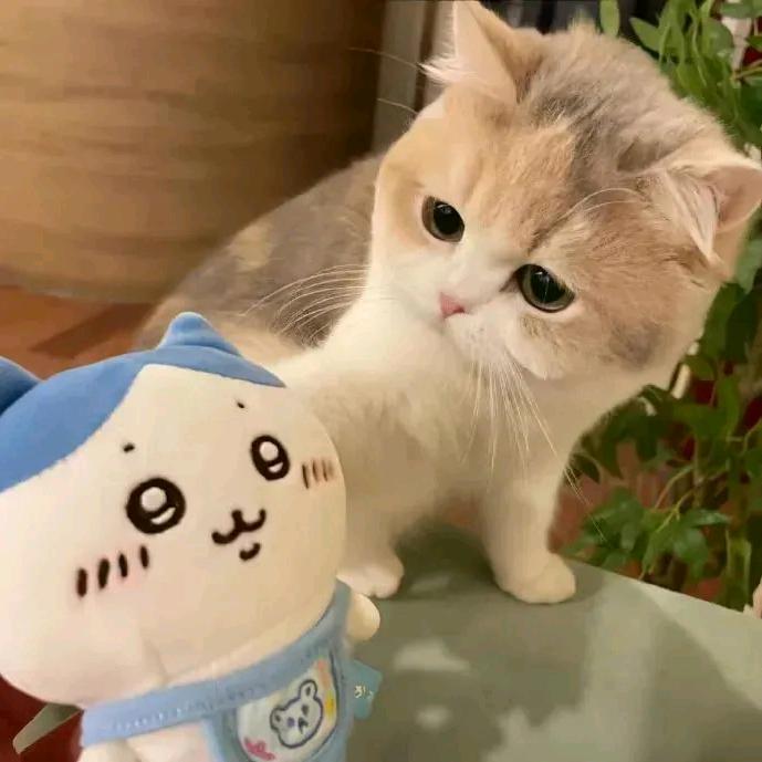 无妄生欢»头像