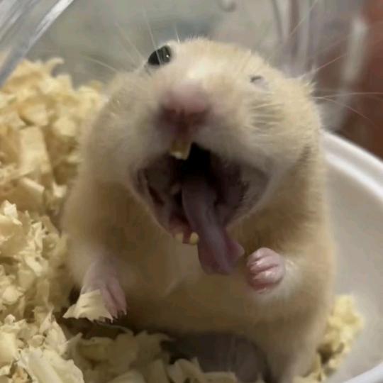 鼠导蛋(三角洲行动)