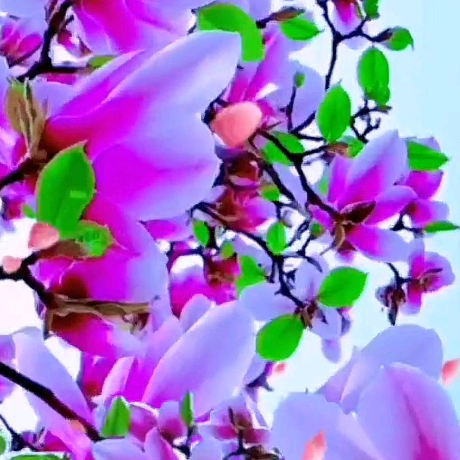 幸福快乐