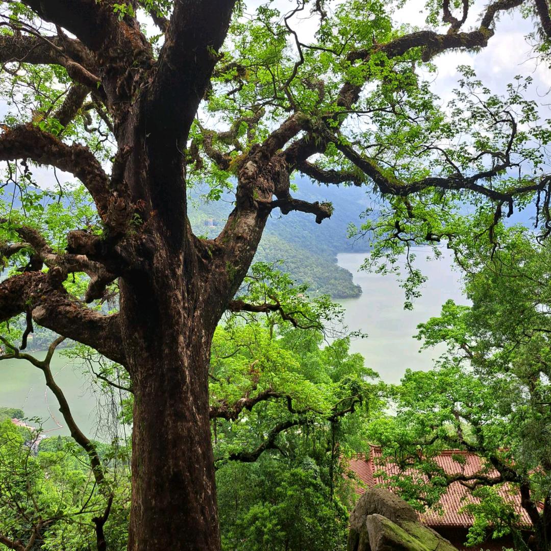 佛山醉美金洲