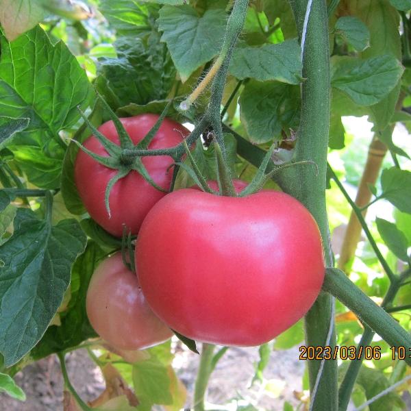 夏之秋种子李辰