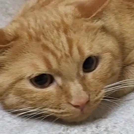 粘豆包吖（跑酷小子😂）