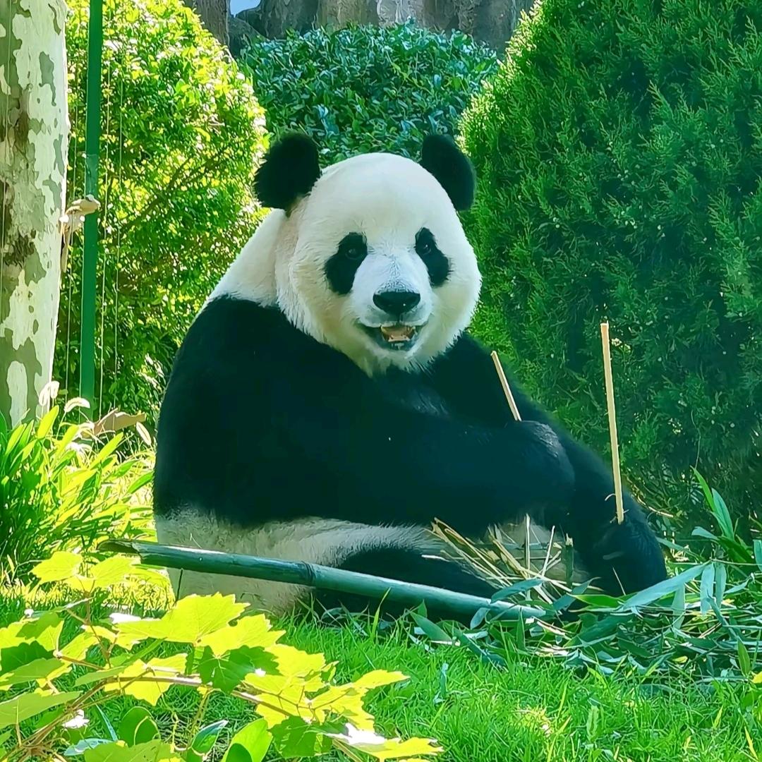 爱喝茶的枫叶姐