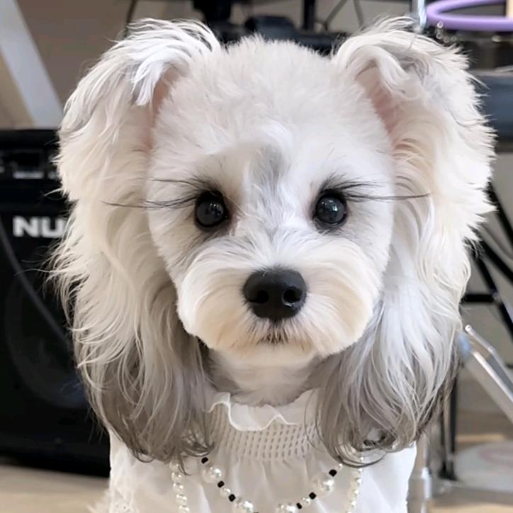 乐平宠物繁殖户（买🐶私聊）