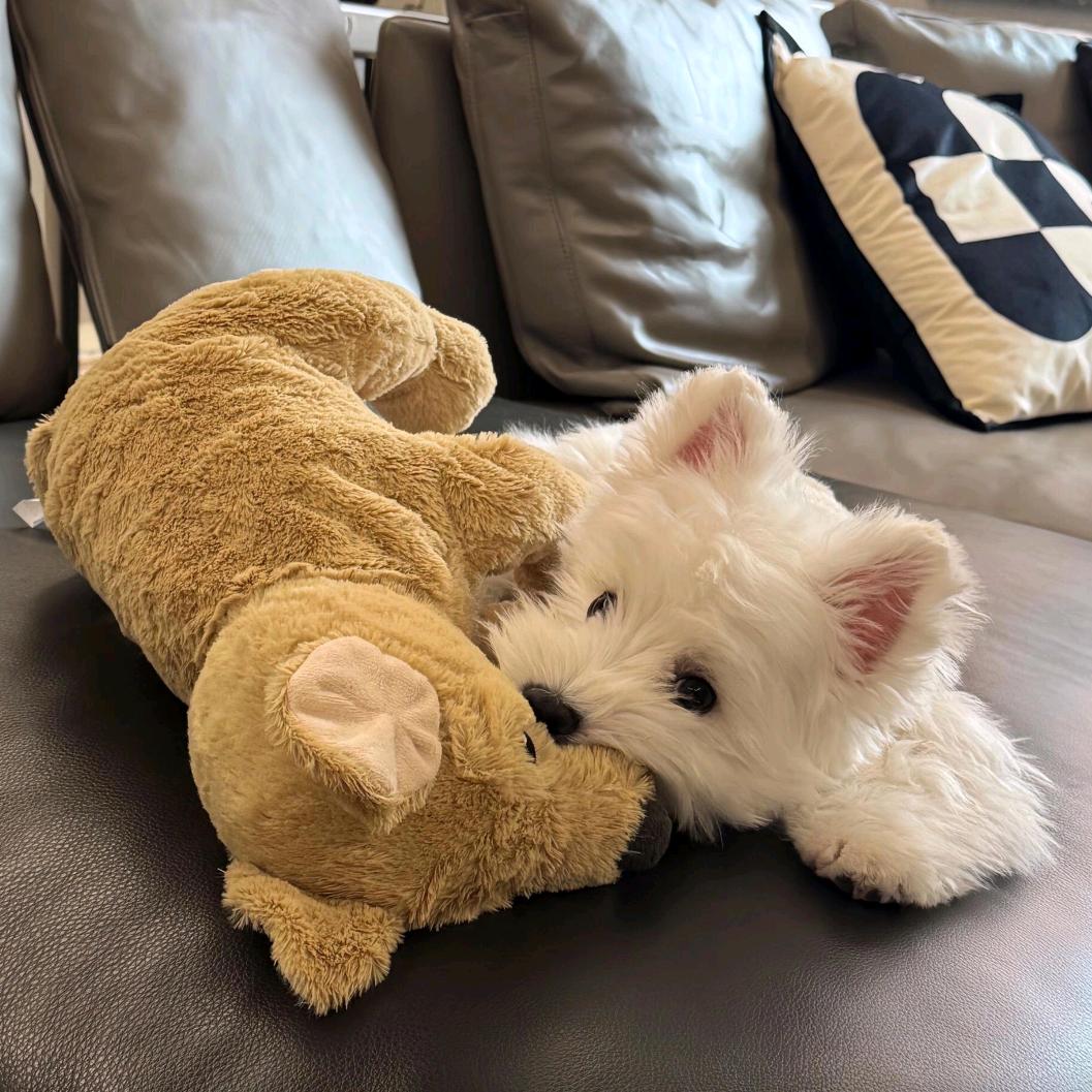 王焱森（新疆带团版）