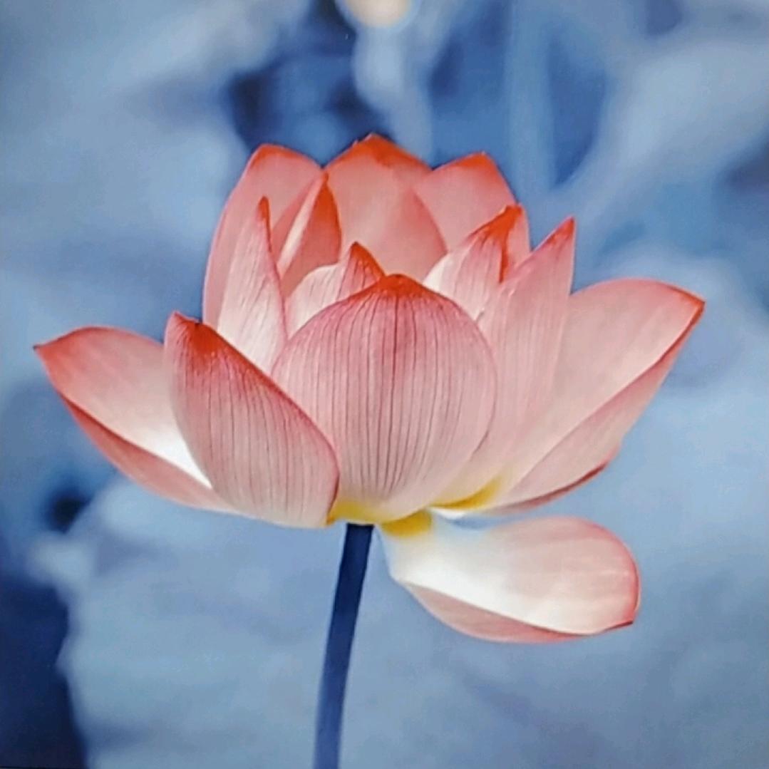 李姐教剪辑