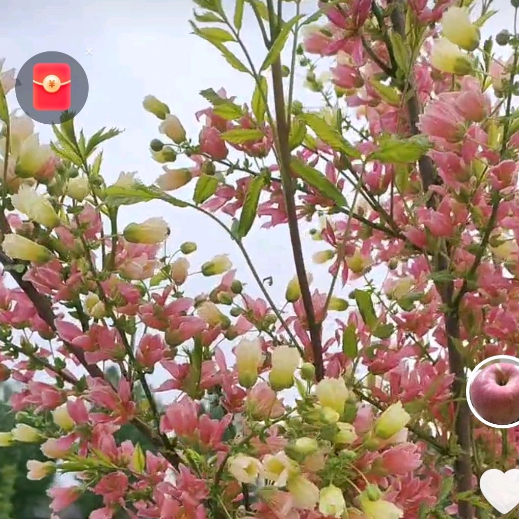 果然 七彩文冠第一人（专注高档庭院绿化）