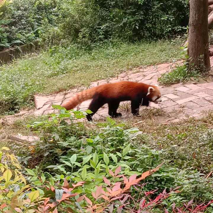 吉祥快乐
