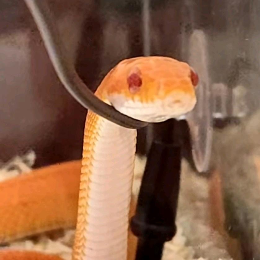 贯一