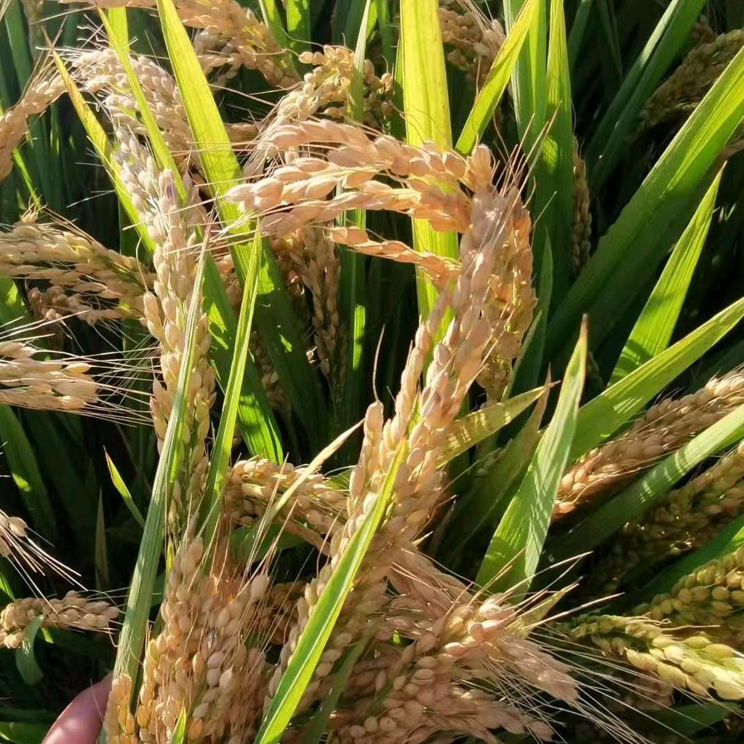 亿亩粮田生态农业