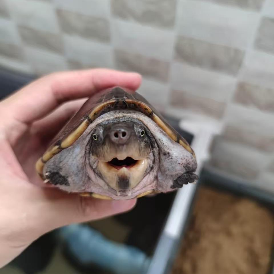 龟🐢迷心窍