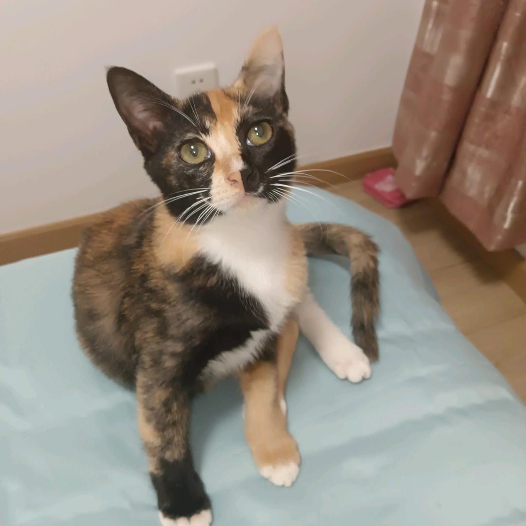 小佳学粤语（努力中）