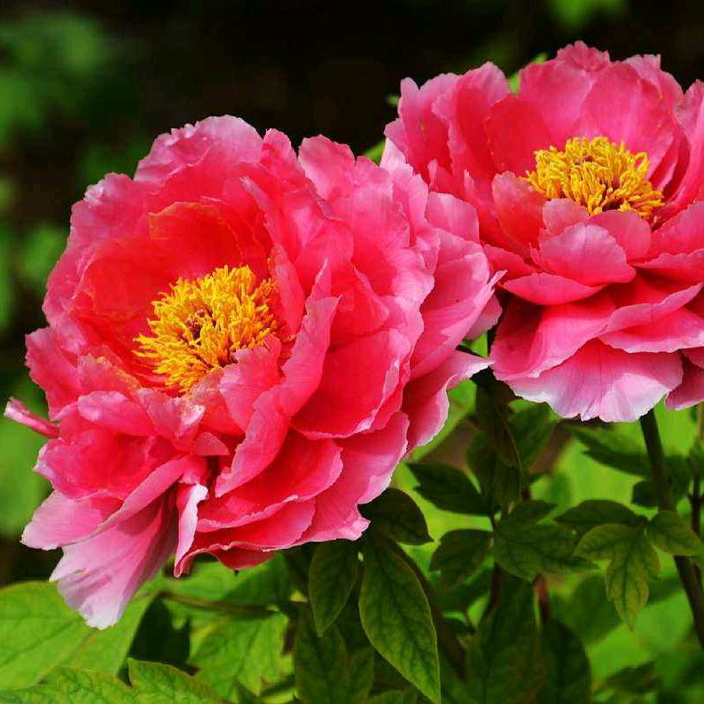 静沐暖阳、٩( 'ω' )و