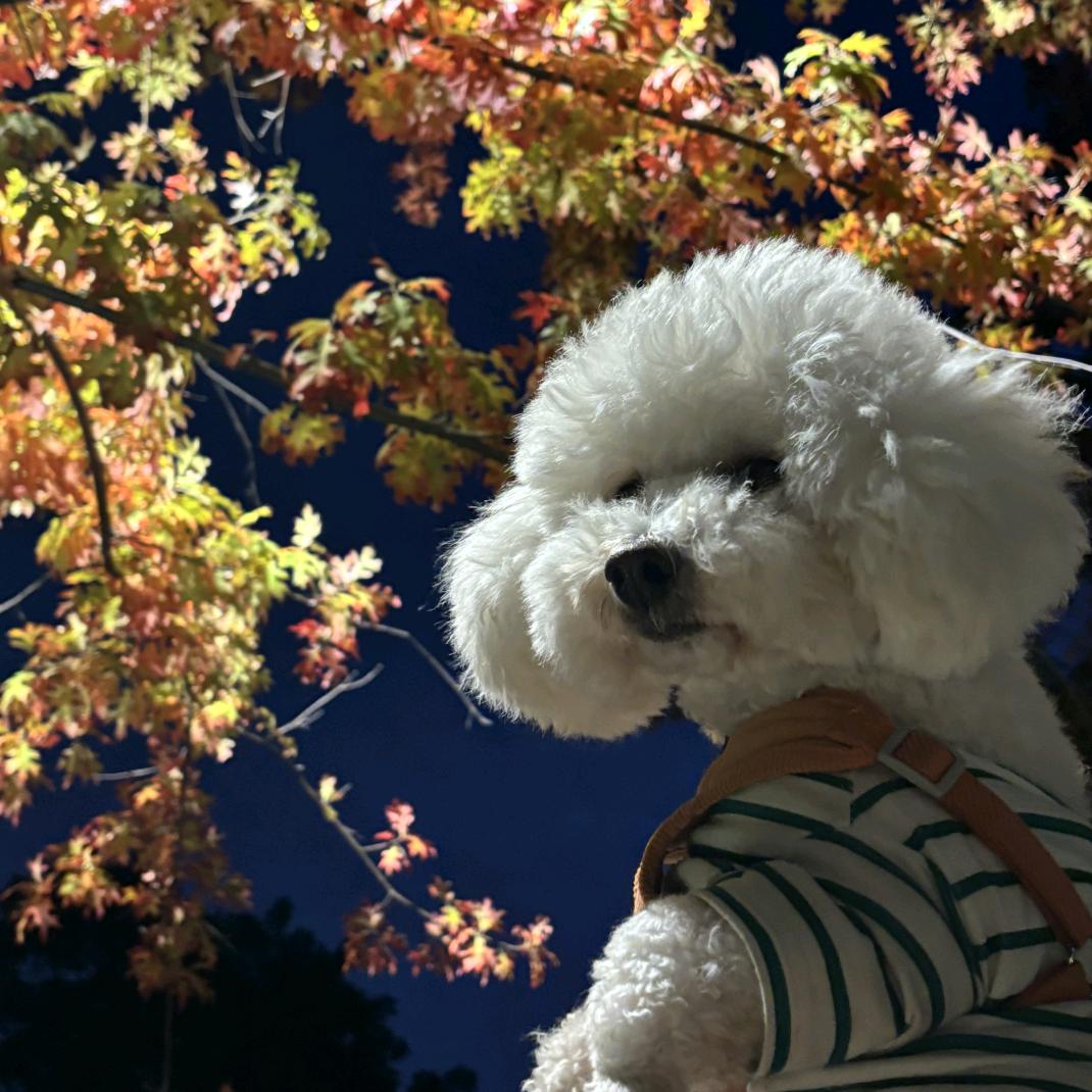 我的大比熊(果冻)