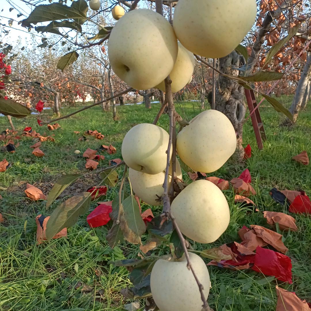 1769932379白水苹果