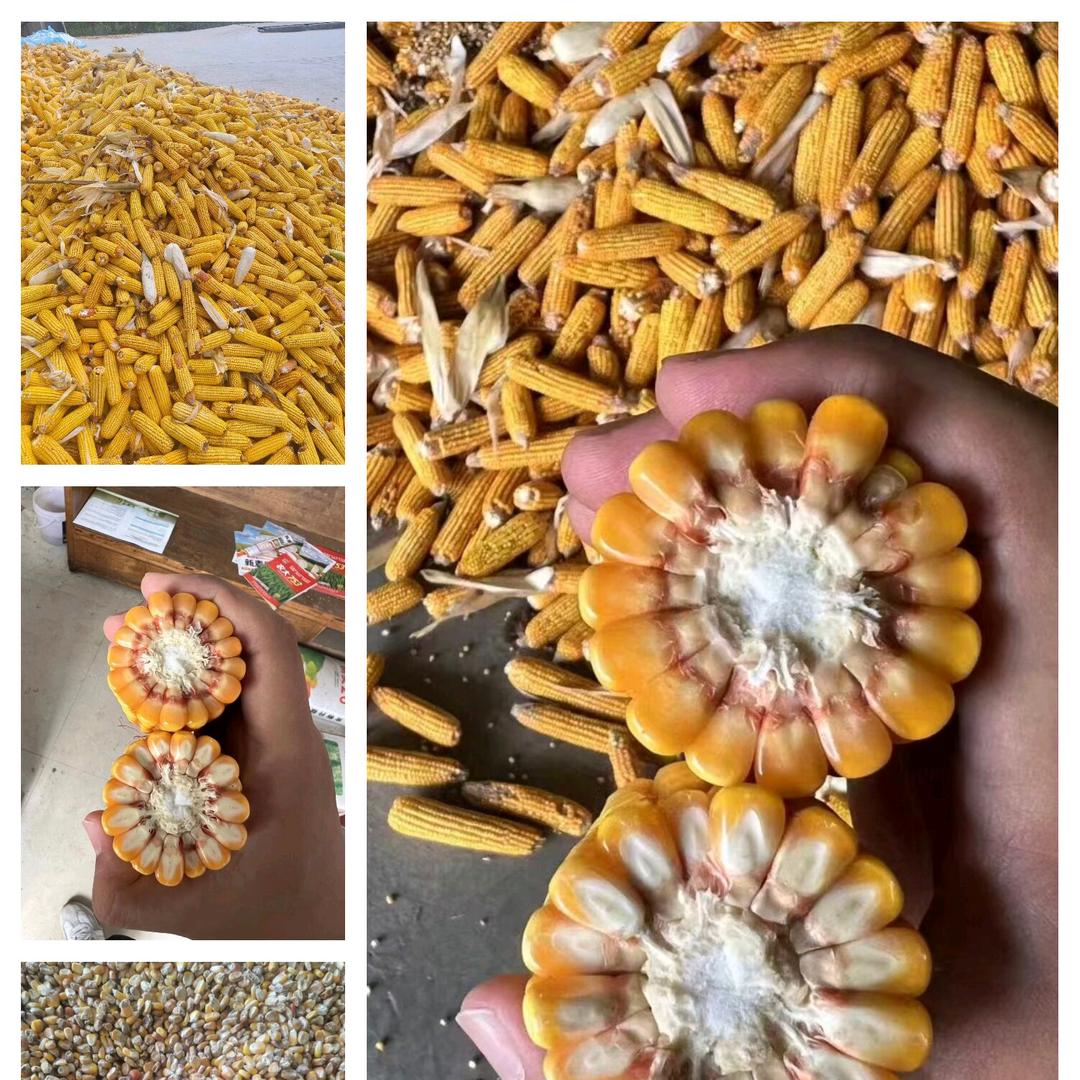 刘新华潍坊个厂玉米接货