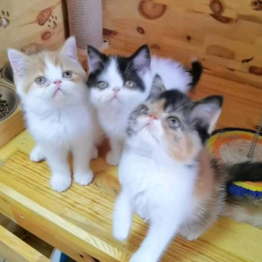 小猪快跑