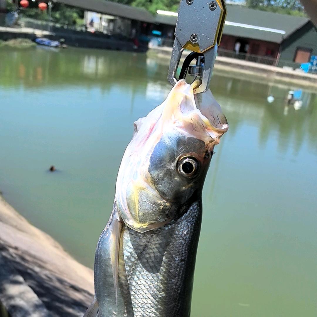 不会钓鱼的电梯老板不是好厨子