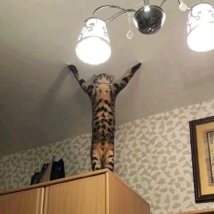 困困的灰色辣条