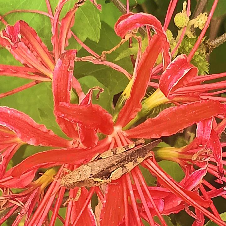 一切໒꒰ྀི随缘ᬐ