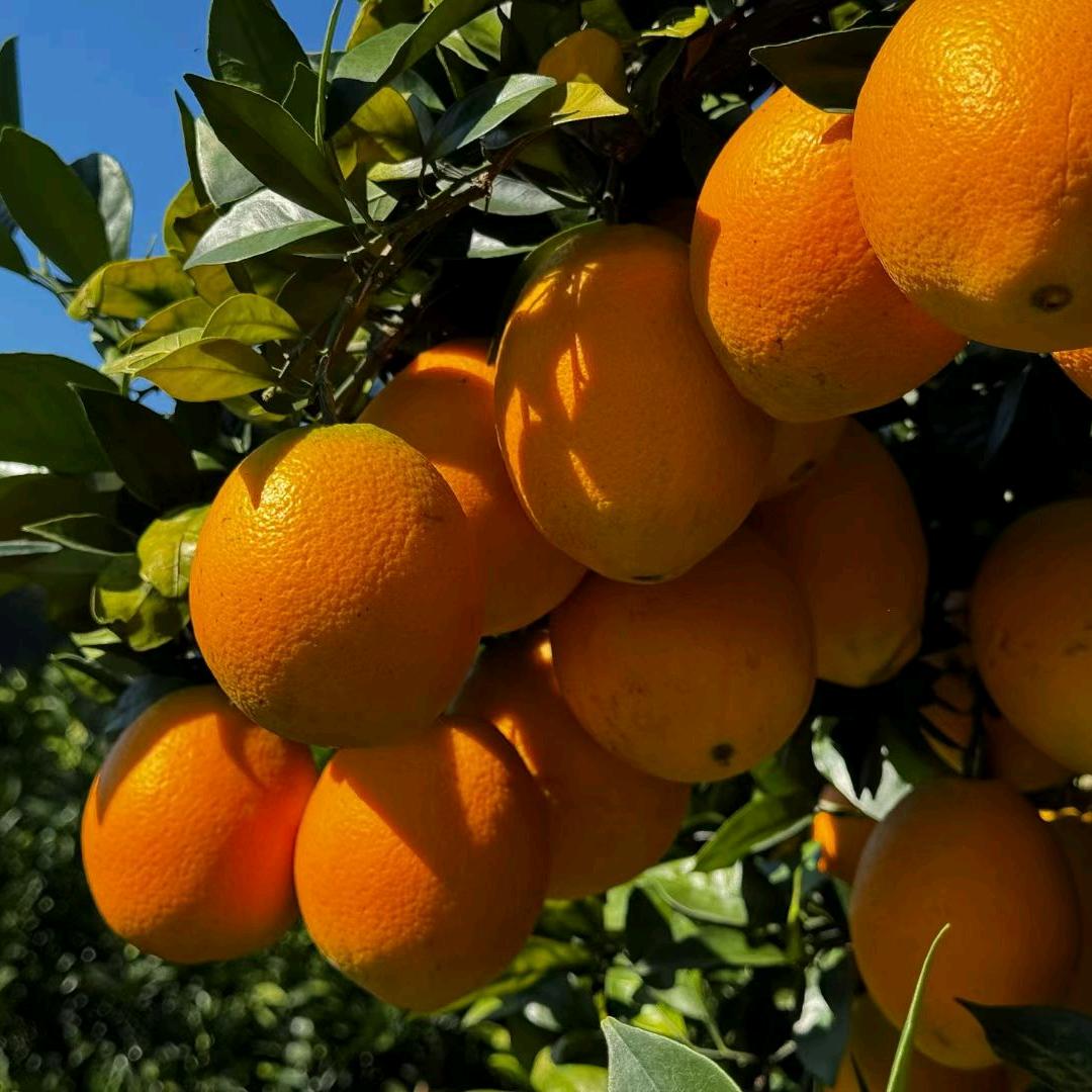 橙子🍊(🍊🍊🍊