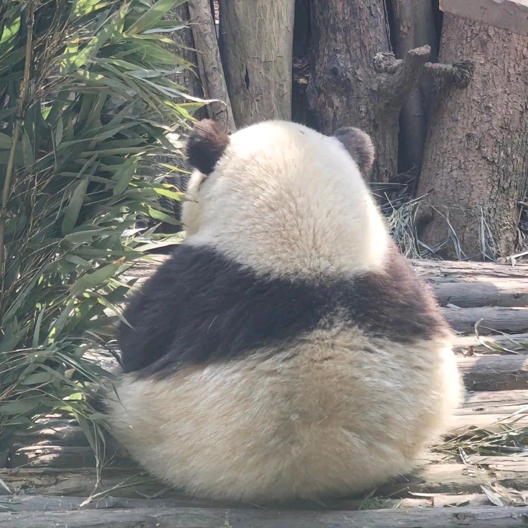 留 白