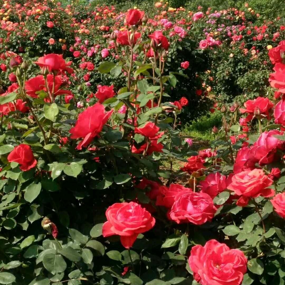 一个人挺好🎲🎲🎲