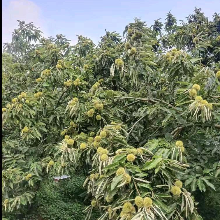高山板栗供应链