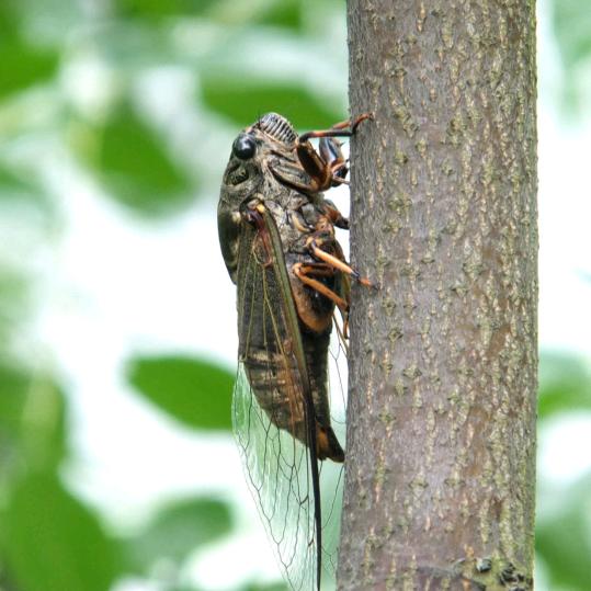 知·了•禅•明