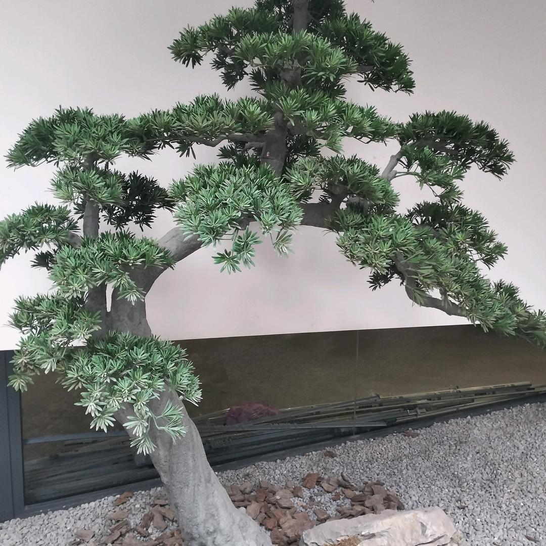 神虎天游