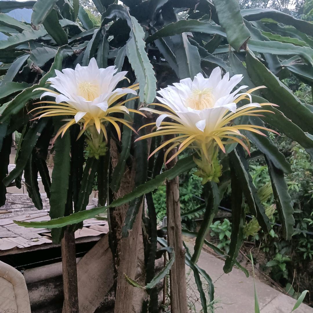 三个宝宝的妈妈