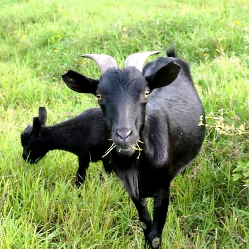 昆明羊肉屠宰厂  鲜肉批发
