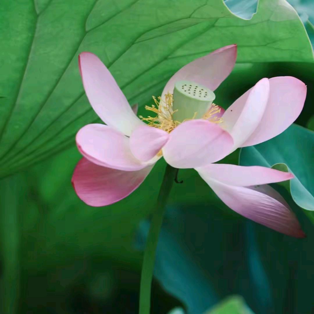 王芝