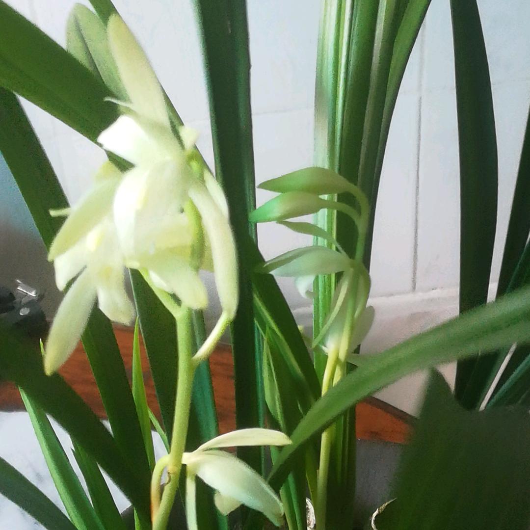 小兰花