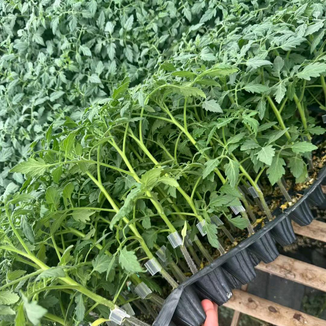 游耕农业综合好货店
