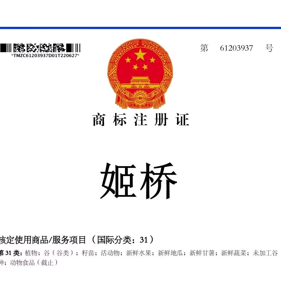 洛阳姬桥蜜薯