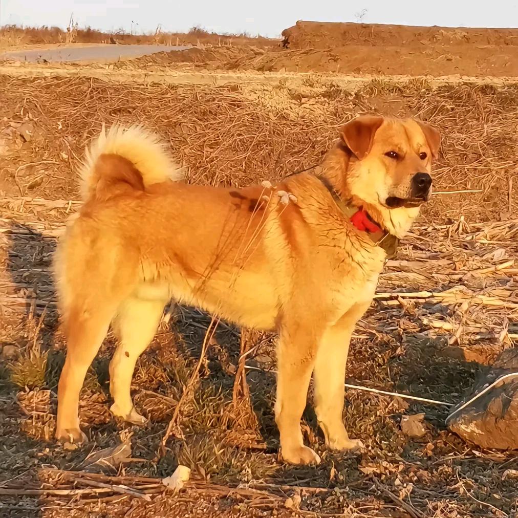 山东滨州太行犬基地