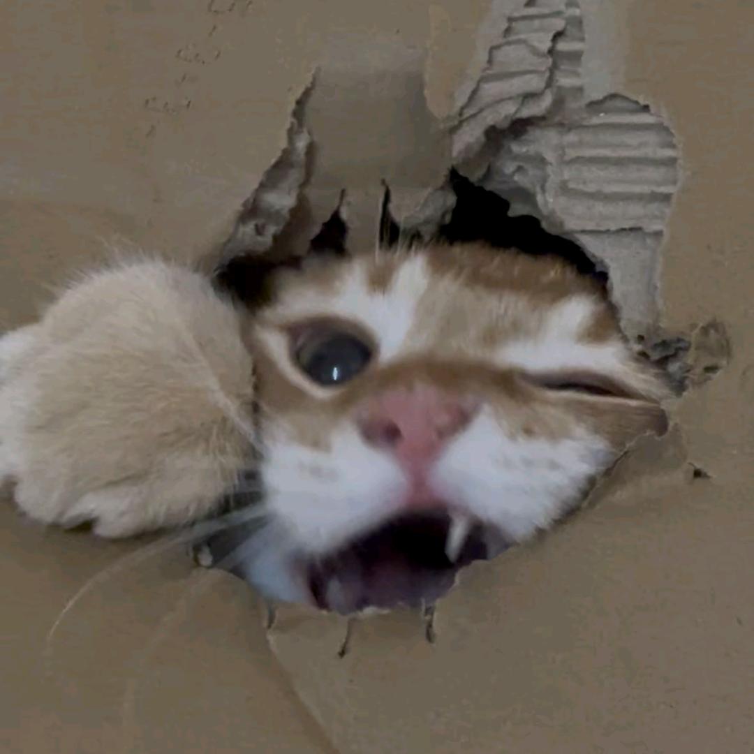 芝士的猫