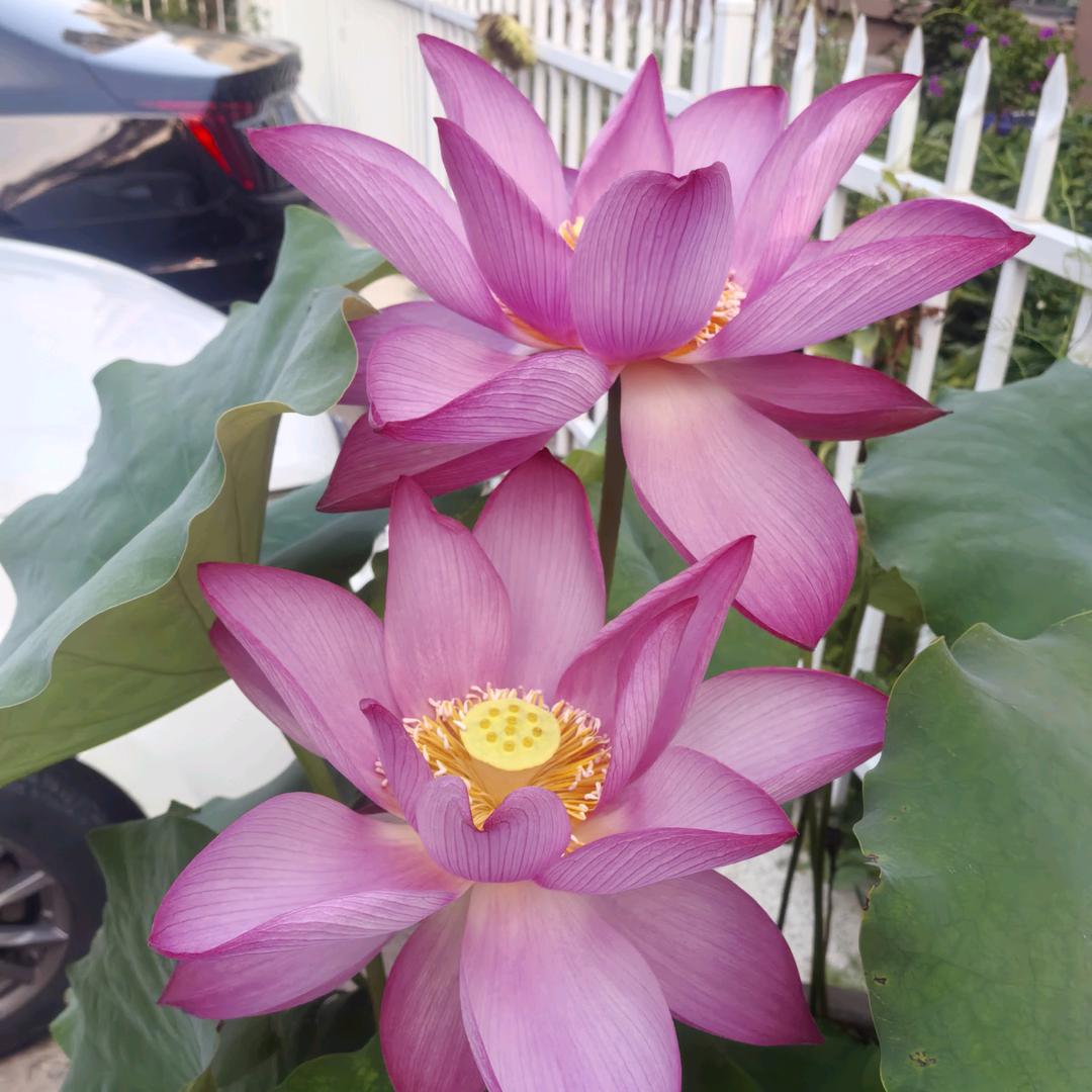 爱玲