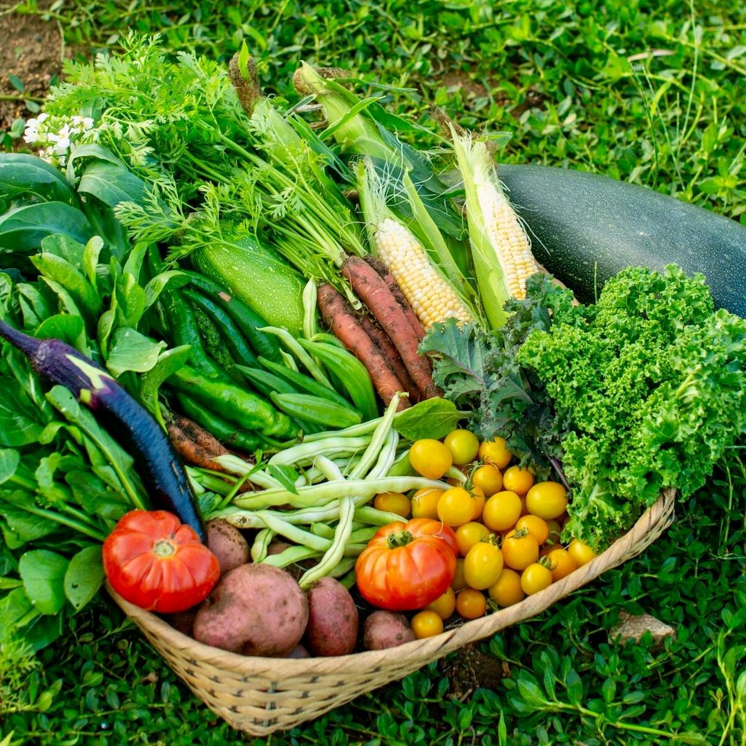 长里美蔬菜管理-秋天