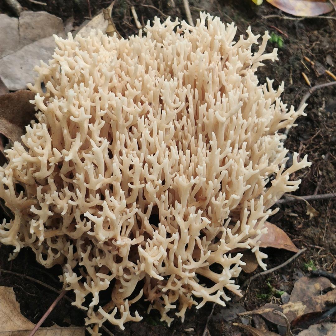 搅心者。 | 温柔虐。