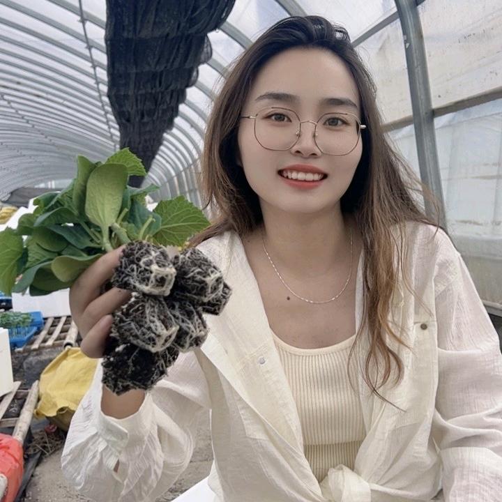 专业黄瓜种苗~小马