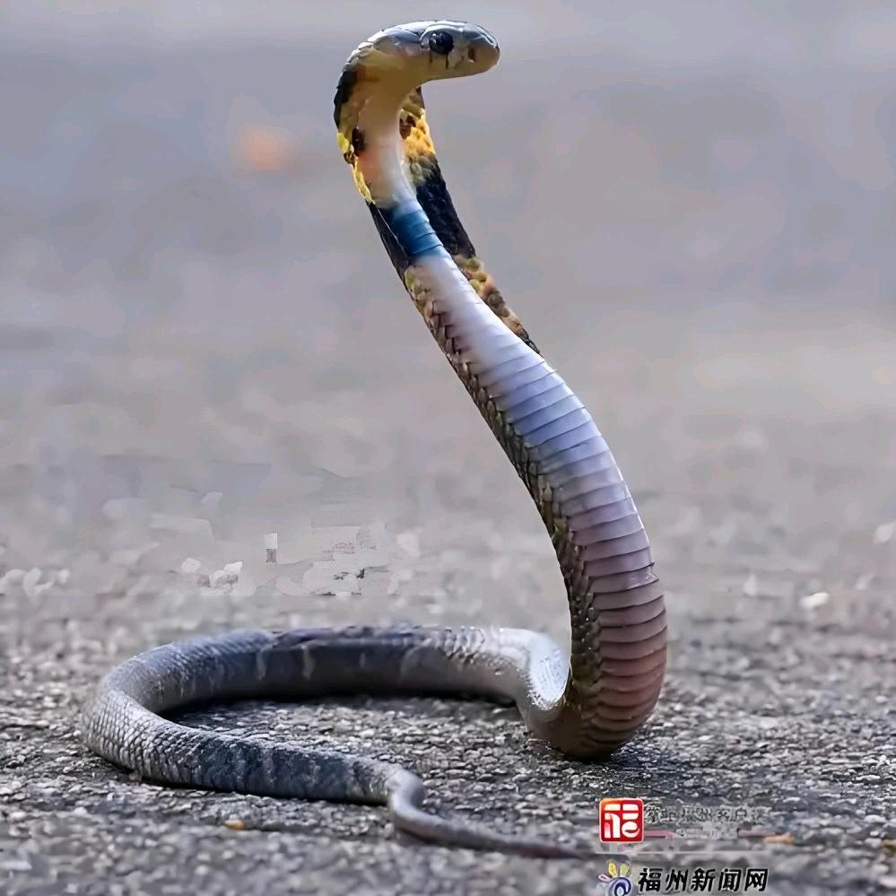 养长虫🐍🐍🐍