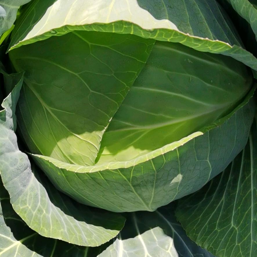 彭佳-果蔬销售（专业包菜，白菜）助农